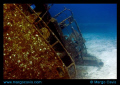 The Sea Star wreck - off the coast of Freeport.