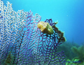 Flamingo Tongue on Gorgonian Sea Fan - Taken at the Coronado Islands, Mexico