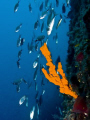 life along the wall (40m), sponge, up and down