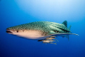 Whale Shark and Remoras, Canon 20D with 10-22mm w/a, twin strobes on long arms. 
