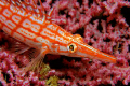 Longnose Hawkfish