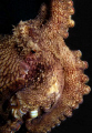 Octopus. Taken @ Puri Jati