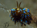 TERGIPEDIDAE-Trinchesia Yamasui, lovely nudi resting on branches. Capture by Canon G9 with INON single strobe and macro lens @ Perhentian Island, Malaysia.