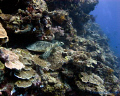 Sea Turtle watching diver's swim by