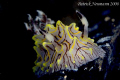 nudi ... Canon 400D/Hugyfot 