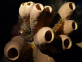Dramatic sponges
