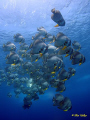 Taken on Aliwal Shoal, just ones of those shots I think really worked...(Taken with Sony W17 C.D.C.)