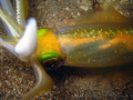 One of the squids in the squid school, let me get close to him.
I think he didnt escape me, because I interupted in his mate, he wanted to finish the job :)