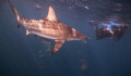 blacktip with snorkeller