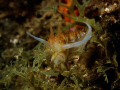 Nudibranch posing on branch