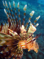 Common Lionfish from profile ;)