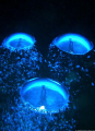 My reflection in my dive-buddy's bubbles. I use the Casio Exilim ZX1200