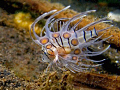 Baby lionfish. Albino?
Taken @ Puri Jati with Canon G9