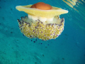 Jelly-fish