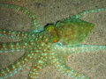 white spoted octopus