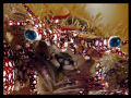 Hermit crab