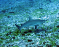 Young reef shark at Fernando de Noronha's archipelago.