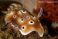 Nudi with eggs ... Canon 400D/hugyfot