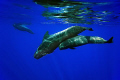 Pilot whales (mother and son).This shot is one of a serie in which the whale calf is suckling by her mother.