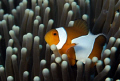 anemone fish