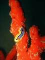 Pijama slug on a sponge