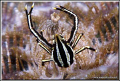 First ever squat lobster that was not moving all over the place, Lembeh  D200/ 105 VR