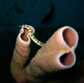 Network Pipefish on sponge