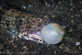 No, I don't want to come home for Dinner!  Lizardfish attempting to eat a small Pufferfish.  Lembeh Strait, Indonesia.  Canon 20D & Canon 100 macro