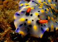 Hypselodoris infucata. Taken @ Tai Sapi, Bali with Canon G9