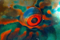 Left eye of parrotfish sleeping
Nikon D100 and 105 macro lens.
Double strobe.
