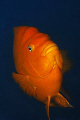 garibadi  a 10 to 14 inch damselfish