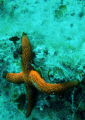 starfish on vacation