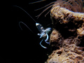 Glass Shrimp
Taken in one of the dive sites in Batangas, Philippines using a G9 housed by Ikelite. Taken in shallow but slightly strong current.