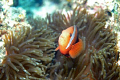 Clownfish  and anemone looking straight to me (second chanche, using correct words) Nikon D100 and 28/80 lens