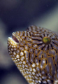 Map Puffer in Palau