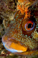 Tompot Blenny, Trefor Pier, N.Wales, UK