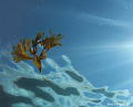 Drifting algae, shot done with compact camera Canon PowerShot A540.