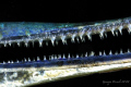Belone belone's rostrum taken in night freediving. I was impressioned, back home, while admiring the fantastic green/blue crocodile-like look of the beak