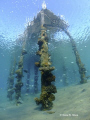Taken in Nuweiba with Emperor Divers in Egypt, this was taken with a Fuji Finepix F31D compact camera and an Inon Wide Angle lens on the Underwater Setting whilst doing a headstand to fit it all in!