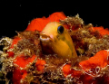 Blenny. Canon 40D, SIGMA 50mm MACRO.