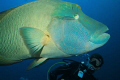 Diver observing a Napoleon Wrasse, Cheilinus undulatus, (aka Humphead Maori Wrasse, Blue-tooth Groper, Giant Wrasse), Maldives