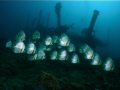 School of Batfish passing by a wreck, Anilao, Phillipines