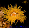 Orange cup coral. Canon 40D, SIGMA 50mm MACRO