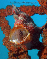 Its a yawning frog fish. It yawn when I just arrived at the area. Got it underneath Seaventure old oil rig house reef, Pulau Mabul. The depth is around 20 meters. Using Olympus SP350 in an Olympus housing with a Inon wide angle wet lens.
