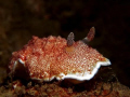 Nudibranch, capture by Canon G9 with INON single strobe and macro lens @ tioman Island, Malaysia. Full frame, no crop