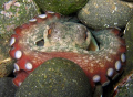 Octopus vulgaris.Madeira Island. Photographed with internal flash in very shallow water.
