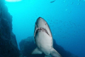 Grey Nurse Shark (aka Raggedtooth or Sandtiger Shark), Carcharias taurus, South Solitary Island, NSW, Australia