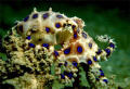 Blue Ring Octopus taken in Perhentian. Tools: Canon G9, inon d2000.