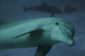 Dolphin Reef, Eilat, Israel.  Nikkonos V, no flash.
