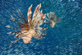 lionfish hunting